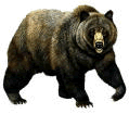 Five Animal Frolics: The Bear